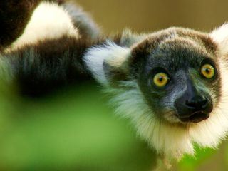 Die wilden 12 - Unsere Zoos im Westen