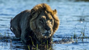Okavango - droemmarnas flod