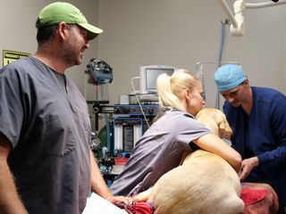 Heartland Docs - Die Tierarzt-Familie