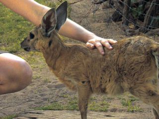 Das Waisenhaus fuer wilde Tiere