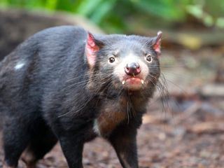 Faszinierende Tierwelt mit Coyote Peterson
