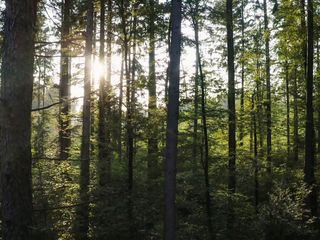 Die heilende Kraft des Waldes