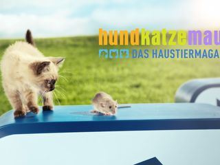 hundkatzemaus