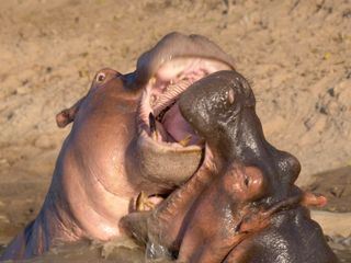 Die Grosskatzen der Masai Mara