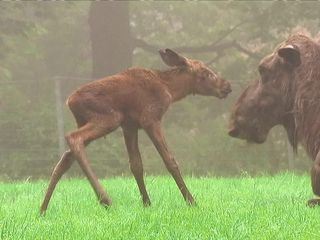 Giraffe, Erdmaennchen & Co.