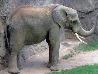 Giraffe, Erdmaennchen & Co.