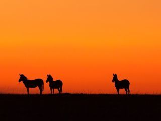 Animal Mysteries - Unglaubliches Tierverhalten