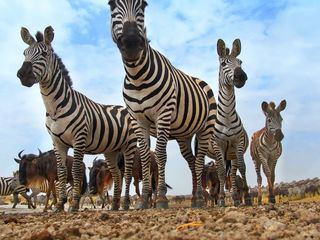 Serengeti - Wilde Geschichten aus der Savanne