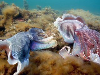 Wilde Liebe - Diversitaet in der Natur