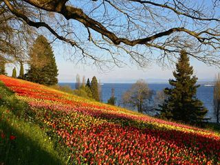 Faszinierender Bodensee