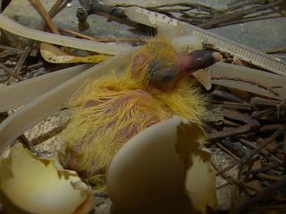 Welt der Tiere