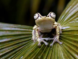 planet schule: Naturparadiese mit Zukunft - Ecuador