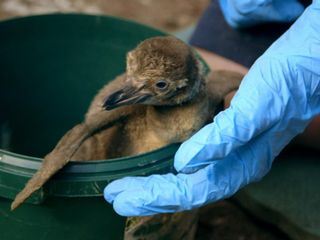 Zoo und so - Tierisch wild!