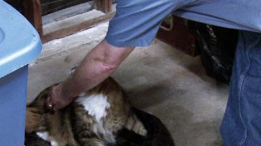 Der Katzenfluesterer Der Katzenfluesterer