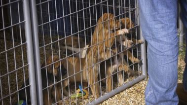 Pitbulls auf Bewaehrung