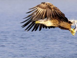 Seeadler - Der Vogel Phoenix