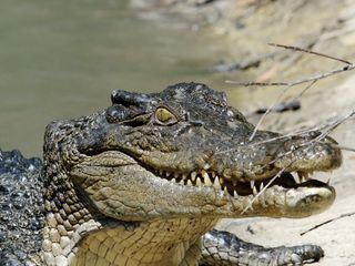 Geheimnisse des wilden Australiens