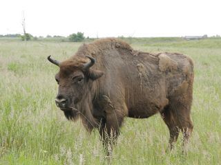 Anna und die wilden Tiere