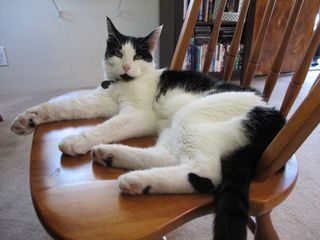 Der Katzenfluesterer