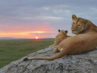 Serengeti - Wilde Geschichten aus der Savanne