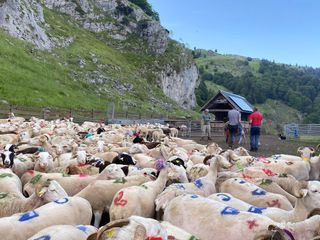 Pyrenaeen: Auge in Auge mit dem Baeren