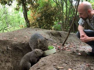 Seeloewe & Co - tierisch beliebt