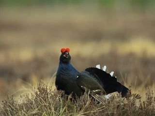 Geheimnis Hohes Venn - Das faszinierende Moor in der Eifel