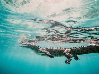 Wenn Tiere angreifen Wenn Tiere angreifen