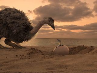 Das Raetsel der Riesen-Laufvoegel