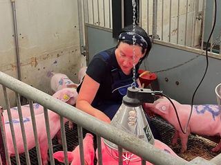 Sprechende Schweine