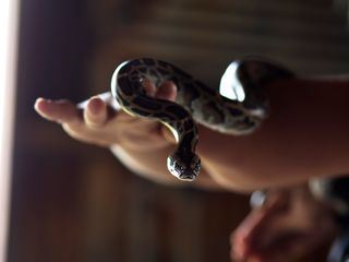 Die Pythonjaeger - Einsatz in den Everglades