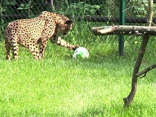 Giraffe, Erdmaennchen & Co.