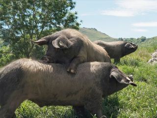 Kintoa, ein Schwein wie kein anderes