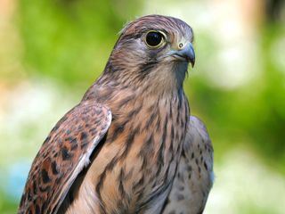 Tierische Burgherren - Das wilde Mittelrheintal