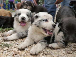 Die Tieraerzte von Houston