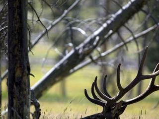 Yellowstone