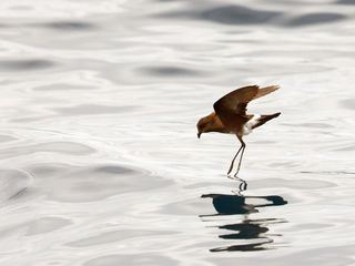 Den Sturmschwalben hinterher
