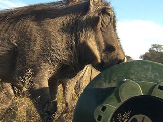 Das Waisenhaus fuer wilde Tiere