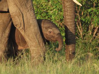 Serengeti