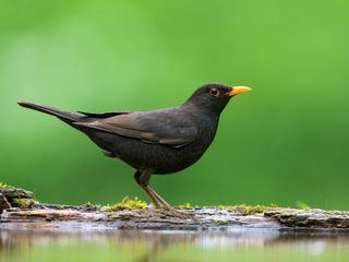 Gefiederte Nachbarn - Die bunte Welt der Gartenvoegel
