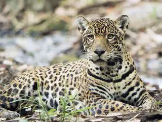 Guyana - Der Weg des Jaguars