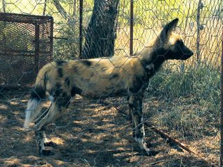 Das Waisenhaus fuer wilde Tiere