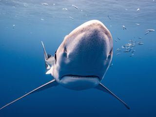 planet e.: Delfine, Wale und Haie im Visier