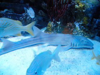 Fish Tank Kings - Gigantische Wasserwelten