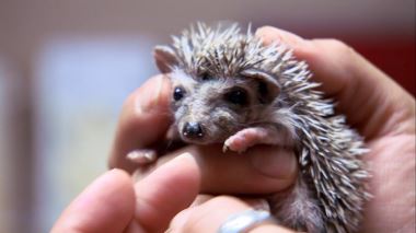 Tierarzt Dr. Jeff - Der Rocky Mountain Doc