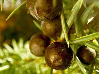 Die Welt der Gewuerze