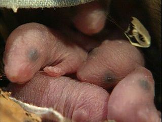 Die Sendung mit dem Elefanten