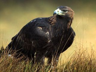 Wildes Irland