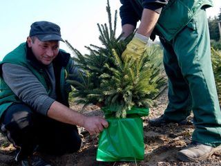 Schnittgut. Alles aus dem Garten