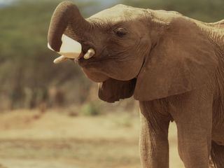 Kenia, die Elefanten-Nannys